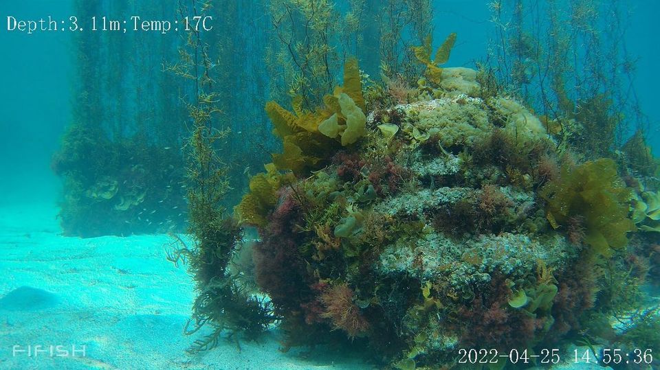 海を育てるという発想。藻場造成は“海の農業”だ。